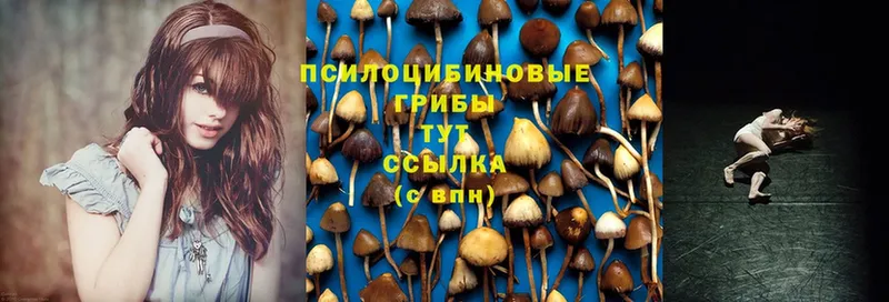 Псилоцибиновые грибы Psilocybine cubensis  Борисоглебск 